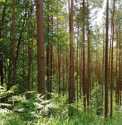 Négoce de bois dans les Landes