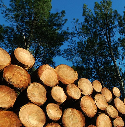 Négoce de bois dans les Landes