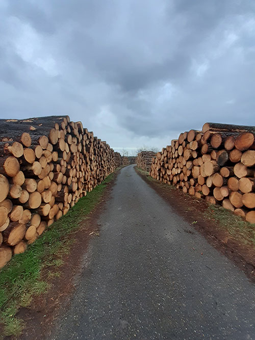 Négoce de bois dans les Landes